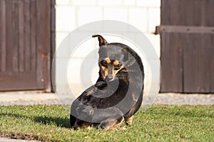 scratching himself dog outside in green