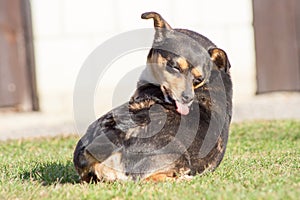 scratching himself dog outside in green