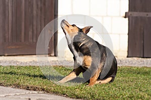 scratching himself dog outside in green