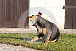 scratching himself dog outside in green