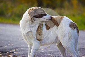 scratching himself dog in the street