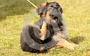 Scratching puppy photo
