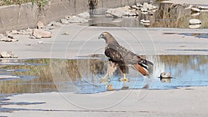 Scratching The Surface - hawk water walk -