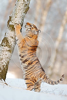 Scratching tiger with snowy face. Tiger in wild winter nature. Amur tiger running in the snow. Action wildlife scene, danger anim