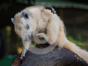 Scratching white squirrel, Thailand