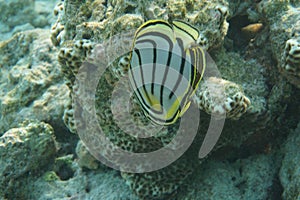 Scrawled butterflyfish Chaetodon meyeri