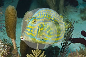 Scrawled cowfish