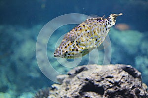 Scrawled filefish