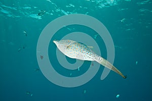 Scrawled filefish