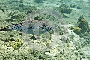 Scrawled filefish (aluterus scriptus)