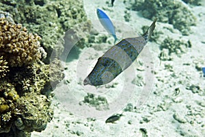 Scrawled filefish (aluterus scriptus)