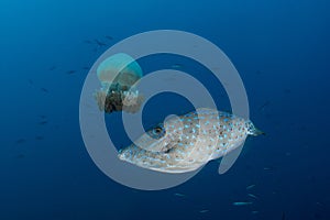 Scrawled Filefish eating a Jellyfish in a tropical Andaman sea photo