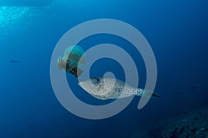 Scrawled Filefish eating a Jellyfish in a tropical Andaman sea photo