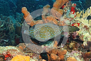 Scrawled Filefish - Cozumel, Mexico