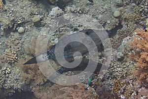 Scrawled Filefish in Red Sea