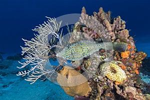 Scrawled Filefish swimming over a coral reef - Cozumel, Mexico