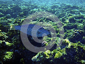 Scrawled filefish under water underwater coral reef sea ocean file fish marine life dive scuba nature background tropical aquarium