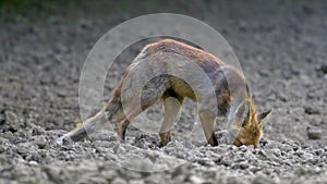 Scrawny fox looking for food
