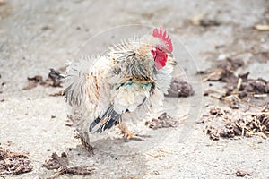 Scrawny little chicken