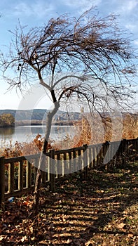 Scrawny tree by the lake