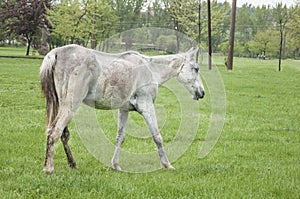 A scrawny white horse walking on meadow