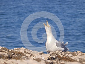 Gritar de gaviota 