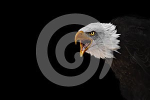Portrait of a screaming bald eagle