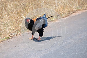 Screaming Bateleur eagle [terathopius ecaudatus] in Kruger National Park South Africa