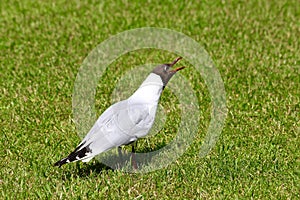 Screaming black-headed gull