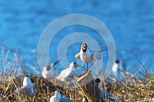 Screaming Black-headed gull