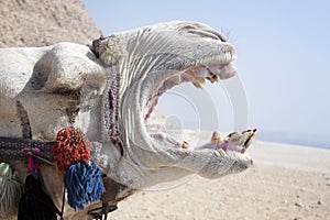 Screaming Camel