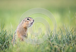 Screaming gopher