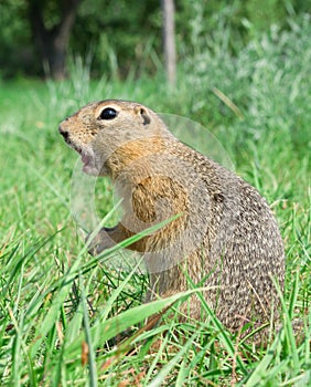 Screaming gopher standing profile on the meadow