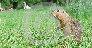 Screaming gopher standing profile on meadow, some people on background