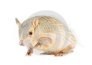 Screaming Hairy Armadillo