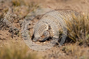 Screaming Hairy Armadillo