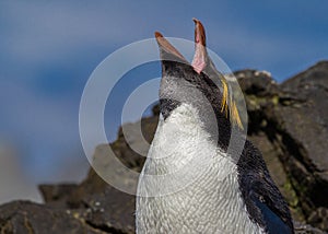 Screaming macaroni penguin calls for mate