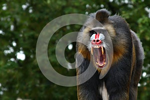 Screaming Mandrill