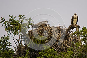 Screaming Osprey Family on Nest, Overcast Sky