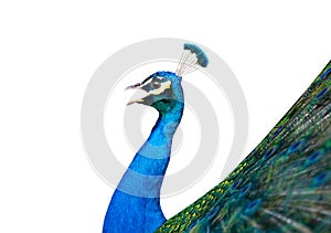 screaming peacock isolated on white