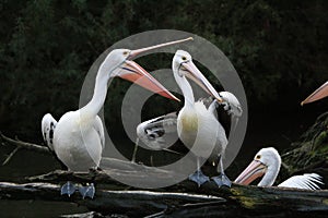 Screaming Pelicans