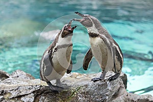 Screaming penguins on the stone. Loro Parque. Spain. Tenerife.