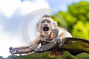 Screaming portrait of capuchin wild monkey