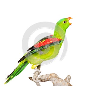 Screaming Red-Winged Parrot (Aprosmictus erythropterus) in profile. isolated