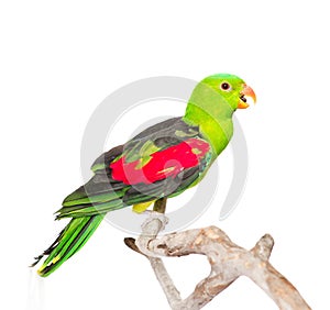 Screaming Red-Winged Parrot (Aprosmictus erythropterus) in profile. isolated on white