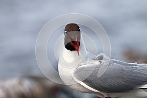 Screaming Seagull