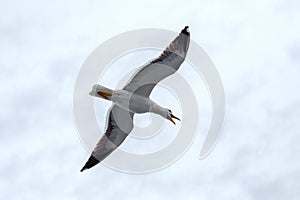 Screaming seagull against the sky in rainy day