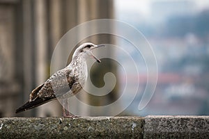 Screaming Seagull closeup. Nature Portugal.