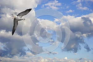 Screaming seagull flying on blue sky