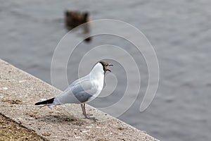 Screaming seagull on the shore